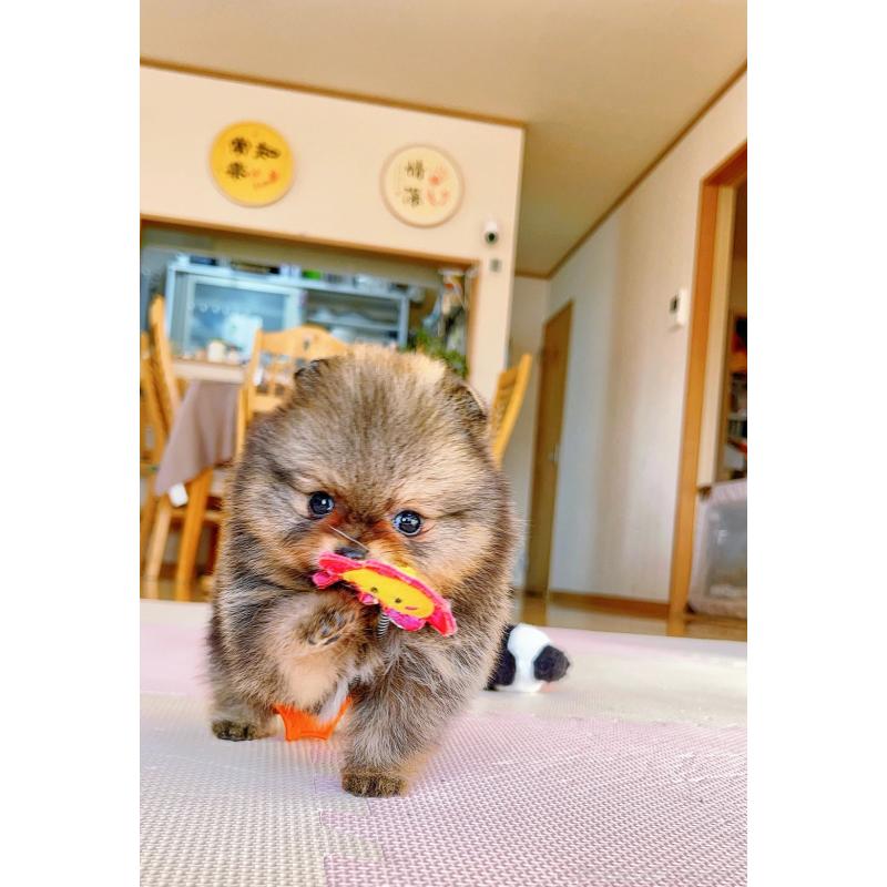 販売中の岐阜県のポメラニアン-431214の3枚目