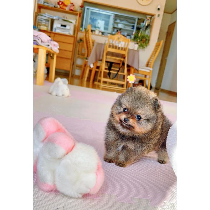 販売中の岐阜県のポメラニアン-431214の2枚目