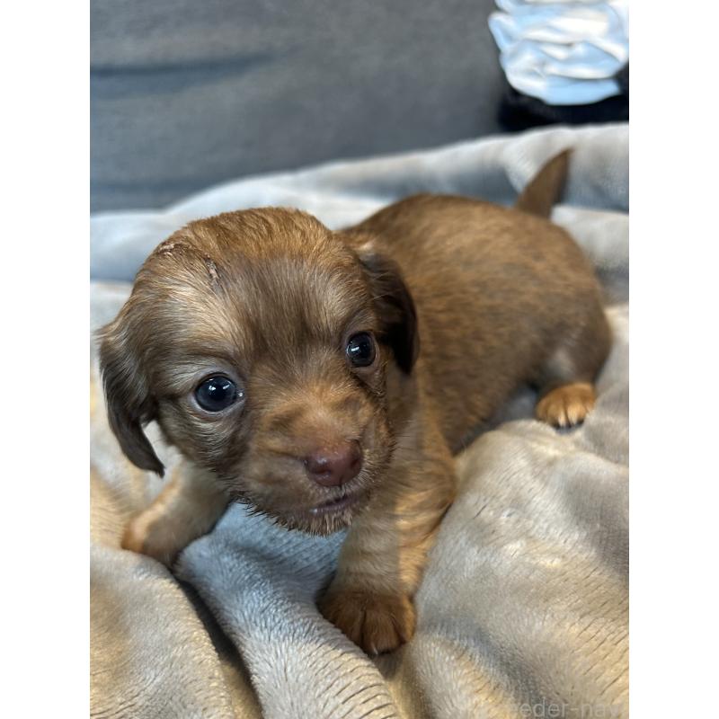 販売中の福島県のチワックス:チワワ×ミニチュアダックスフンド-426035