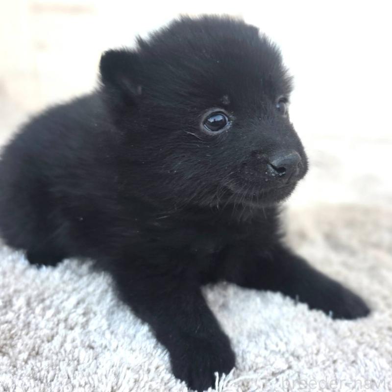 販売中の茨城県のスキッパーキ-431216の13枚目