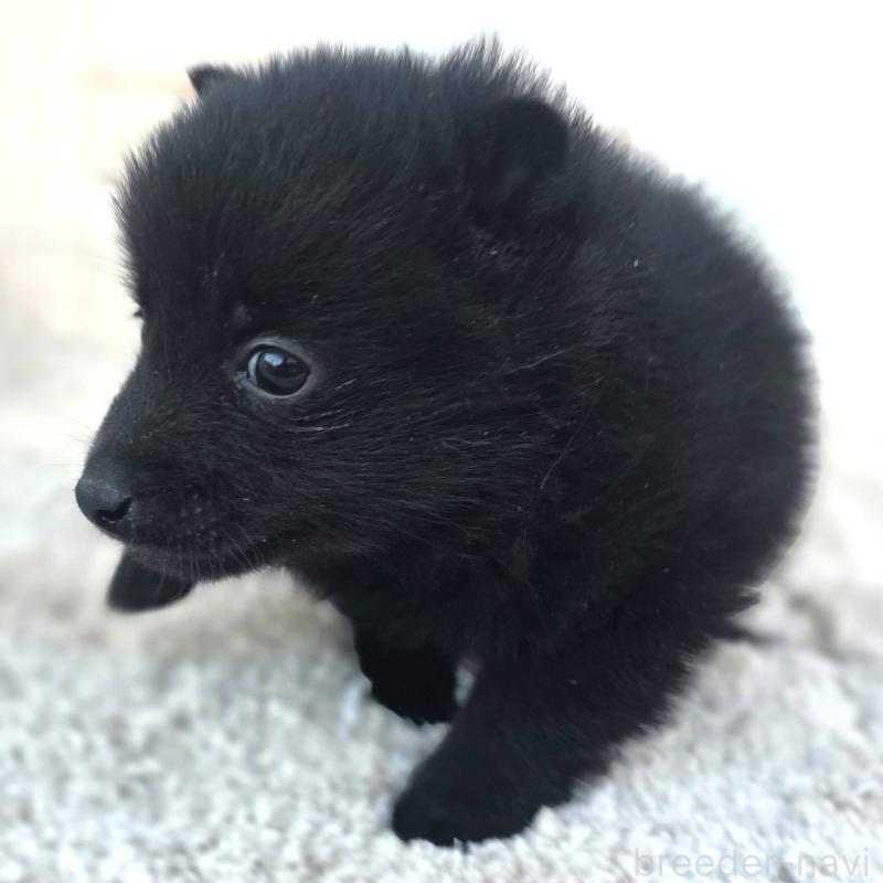 販売中の茨城県のスキッパーキ-431216の11枚目