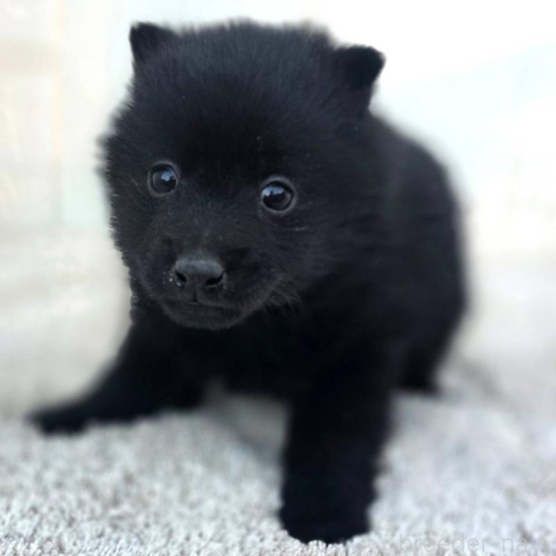 販売中の茨城県のスキッパーキ-431216の9枚目