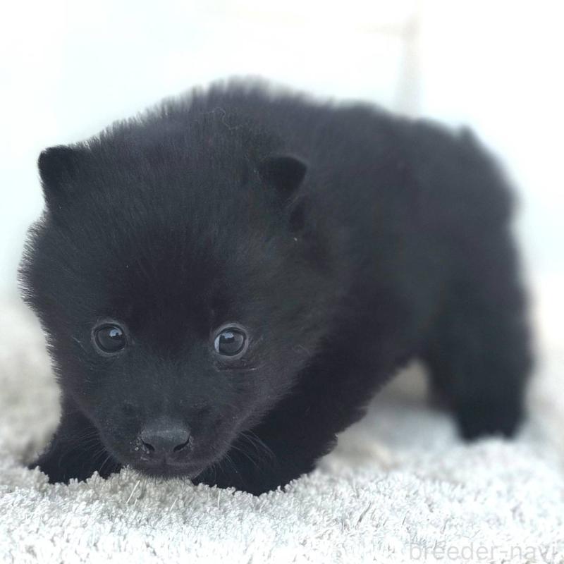 販売中の茨城県のスキッパーキ-431216の10枚目