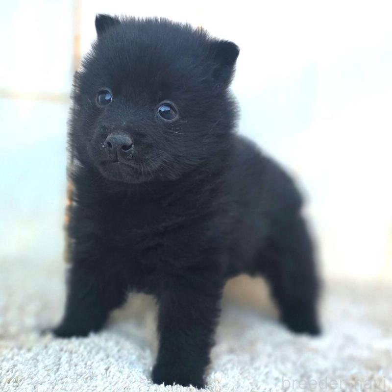 販売中の茨城県のスキッパーキ-431216