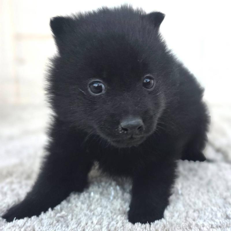 販売中の茨城県のスキッパーキ-431216の8枚目