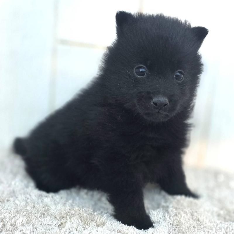 販売中の茨城県のスキッパーキ-431216の7枚目