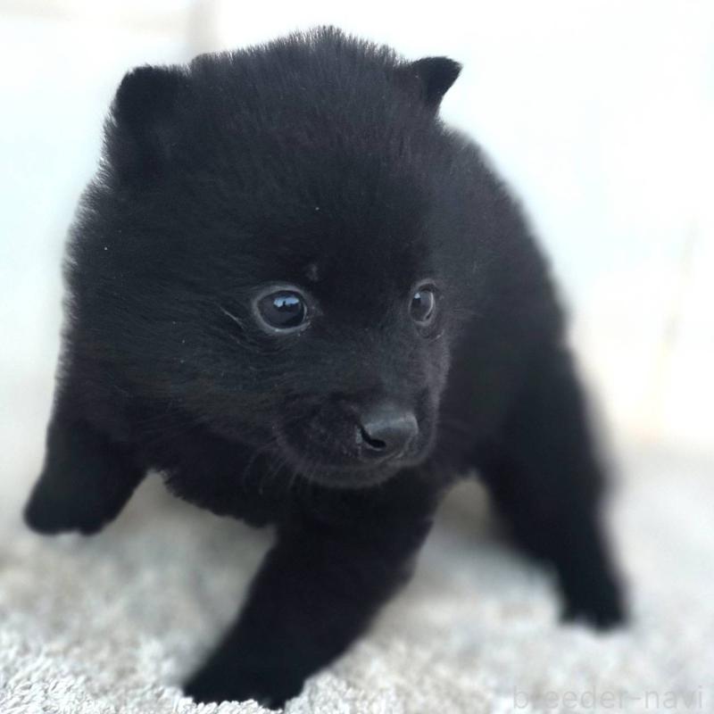 販売中の茨城県のスキッパーキ-431216の6枚目