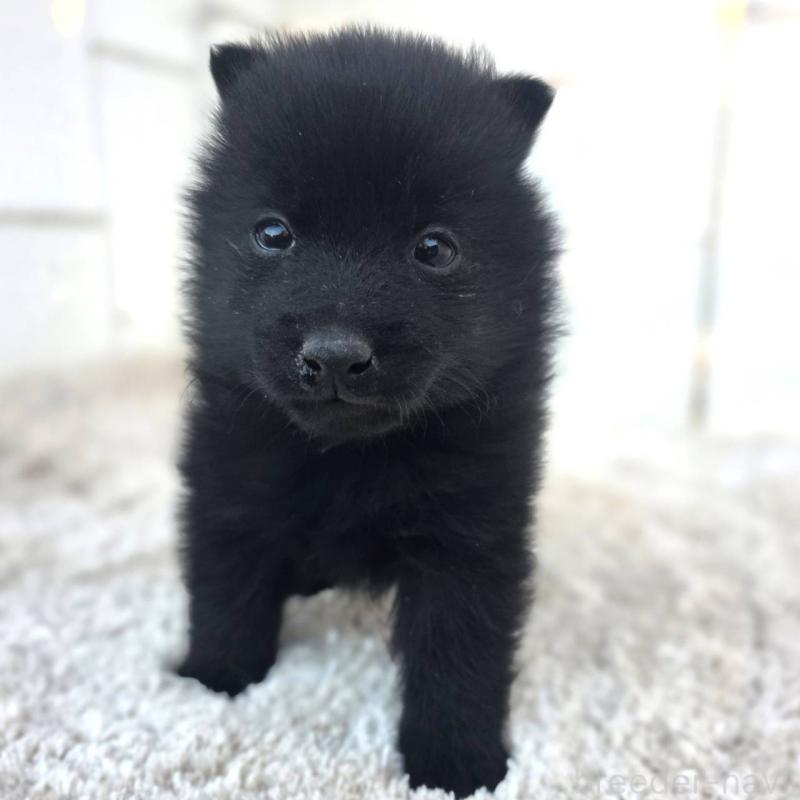 販売中の茨城県のスキッパーキ-431216の4枚目