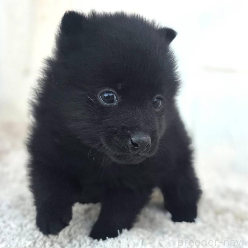 販売中の茨城県のスキッパーキ-431216の2枚目