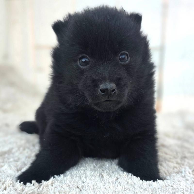 販売中の茨城県のスキッパーキ-431217の11枚目