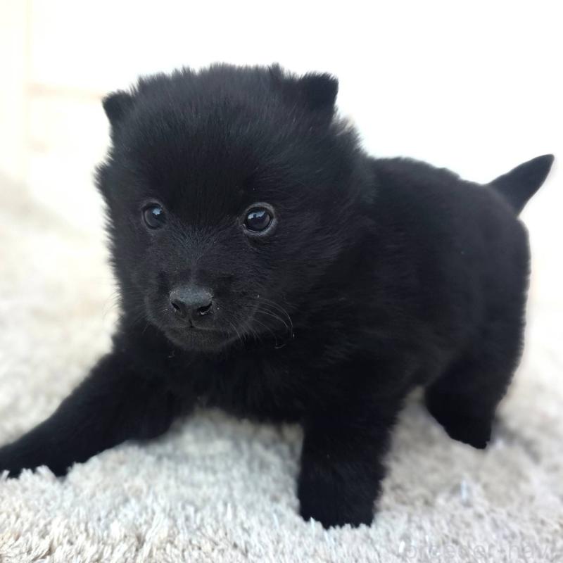 販売中の茨城県のスキッパーキ-431217の9枚目