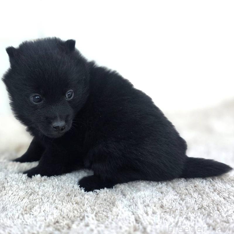 販売中の茨城県のスキッパーキ-431217の10枚目