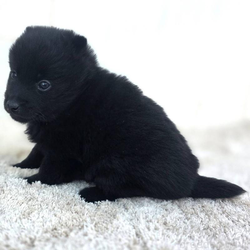 販売中の茨城県のスキッパーキ-431217の8枚目