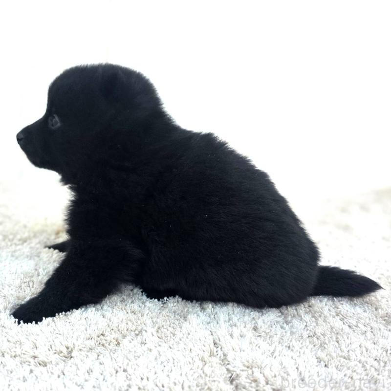 販売中の茨城県のスキッパーキ-431217の7枚目