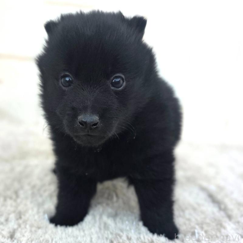 販売中の茨城県のスキッパーキ-431217の6枚目