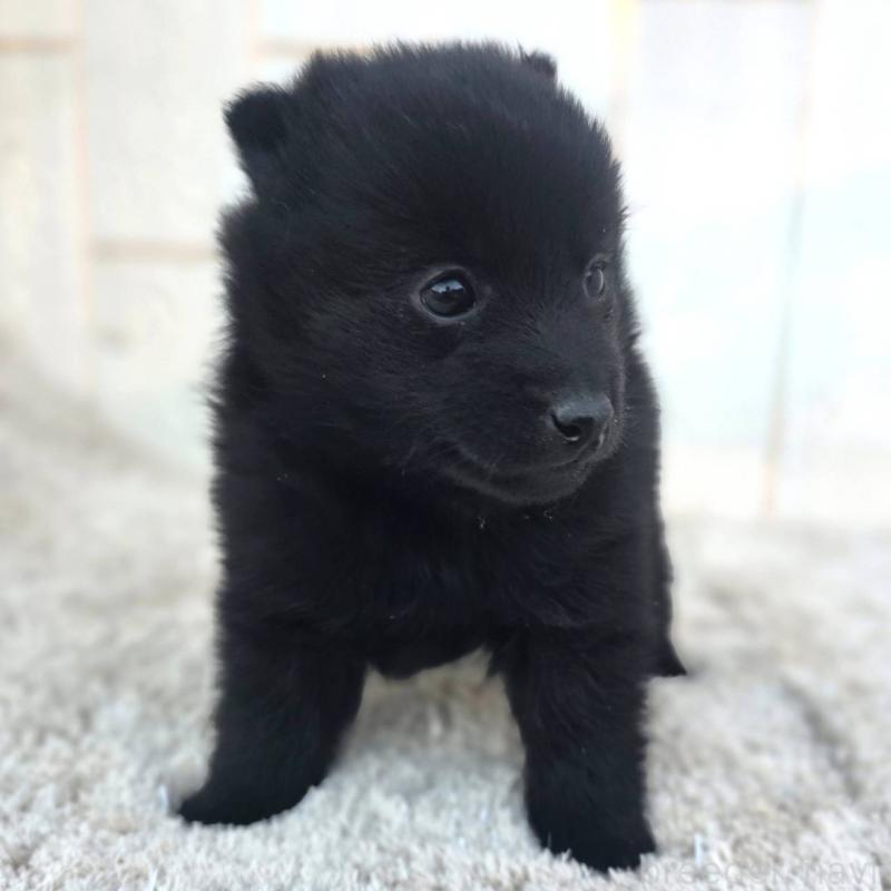 販売中の茨城県のスキッパーキ-431217の5枚目