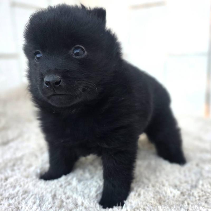 販売中の茨城県のスキッパーキ-431217の1枚目