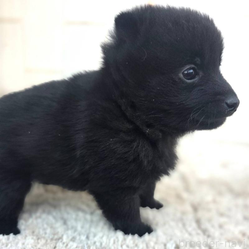 販売中の茨城県のスキッパーキ-431217の4枚目