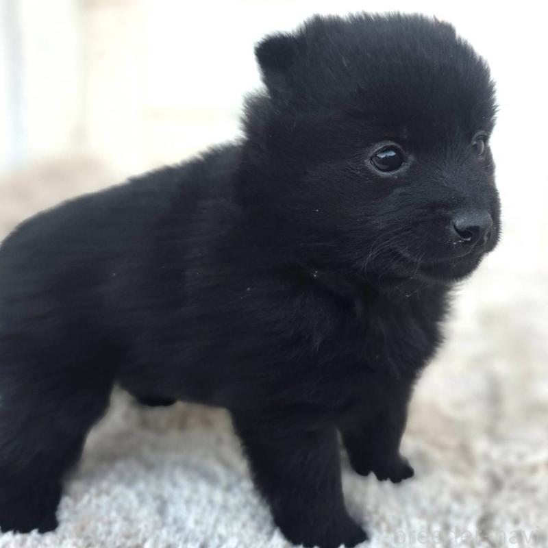 販売中の茨城県のスキッパーキ-431217の3枚目