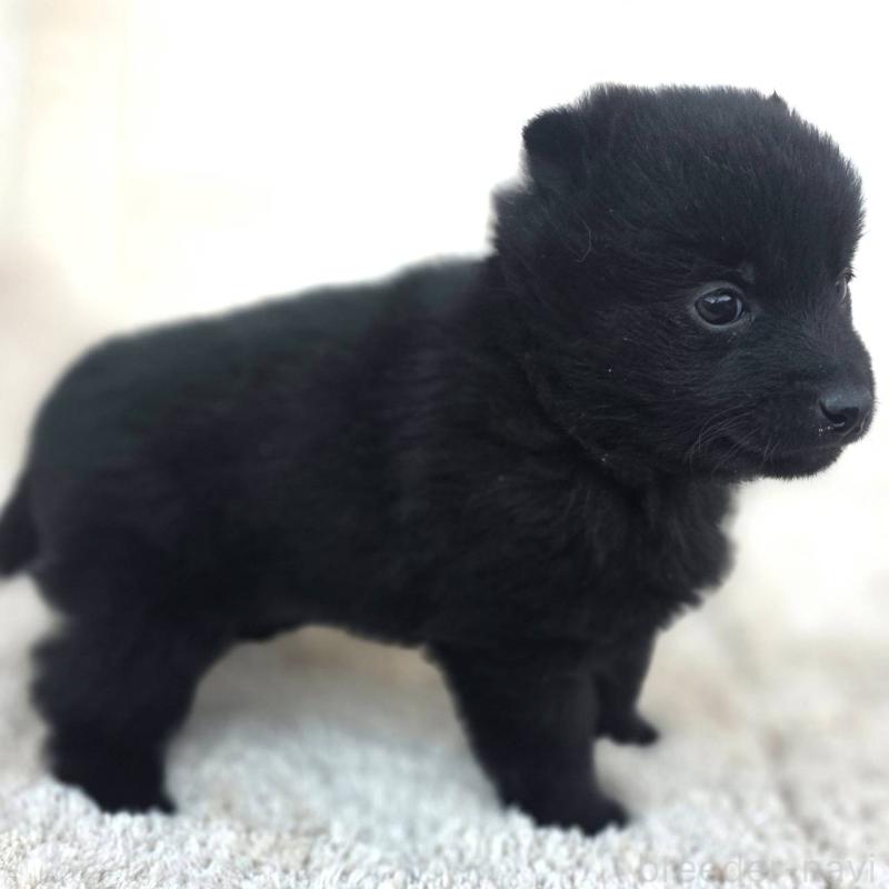 販売中の茨城県のスキッパーキ-431217の2枚目