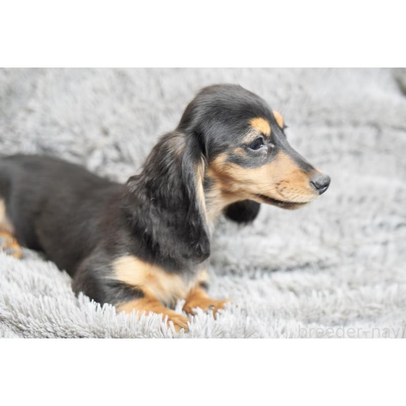 販売中の滋賀県のカニンヘンダックスフンド(ロングヘアード)-431218の9枚目