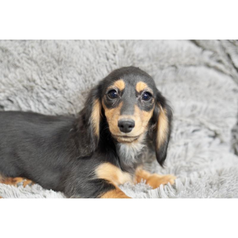 販売中の滋賀県のカニンヘンダックスフンド(ロングヘアード)-431218の8枚目