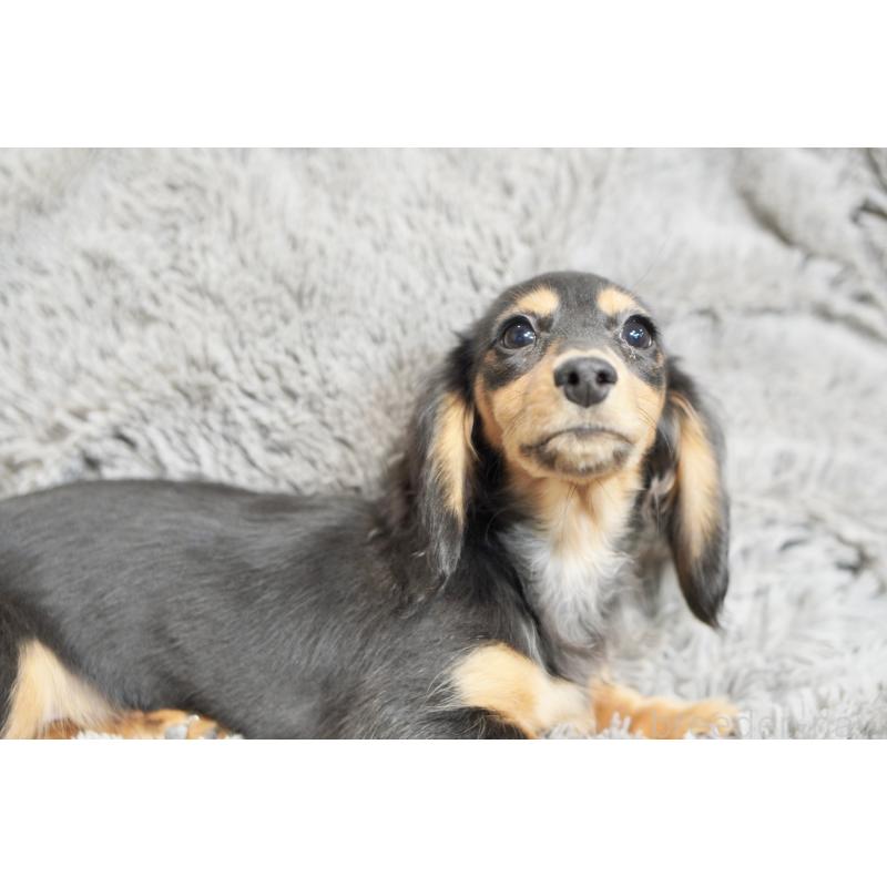 販売中の滋賀県のカニンヘンダックスフンド(ロングヘアード)-431218の7枚目