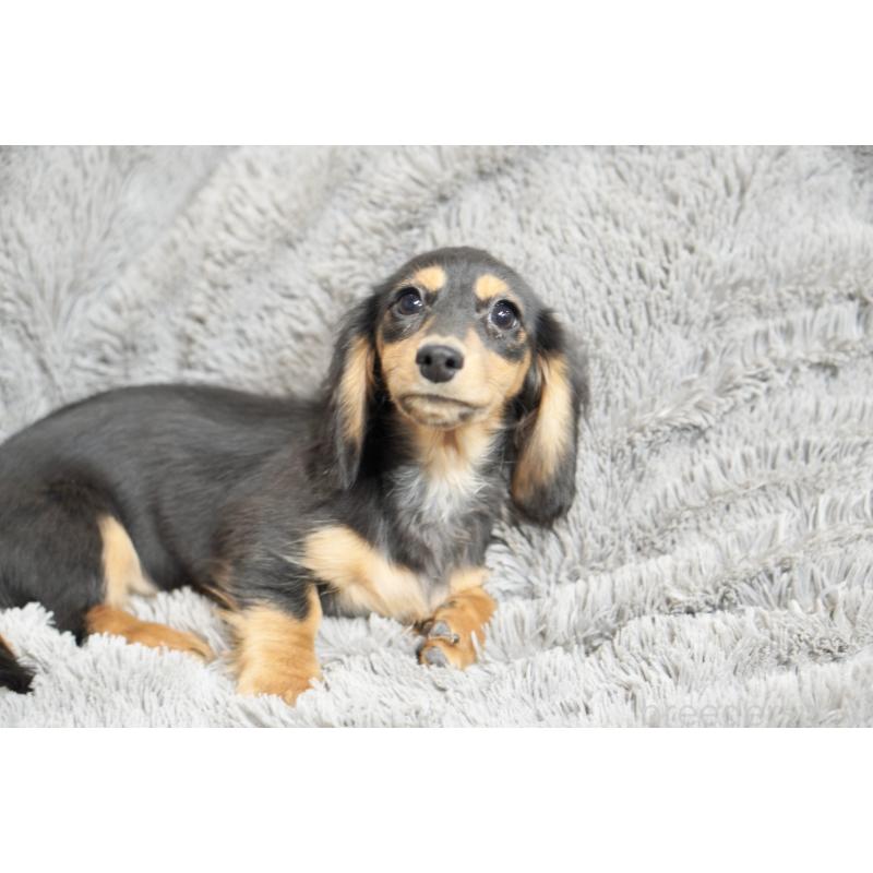 販売中の滋賀県のカニンヘンダックスフンド(ロングヘアード)-431218の6枚目