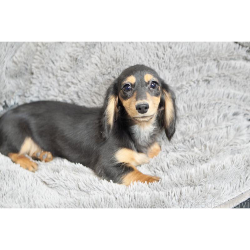 販売中の滋賀県のカニンヘンダックスフンド(ロングヘアード)-431218の5枚目