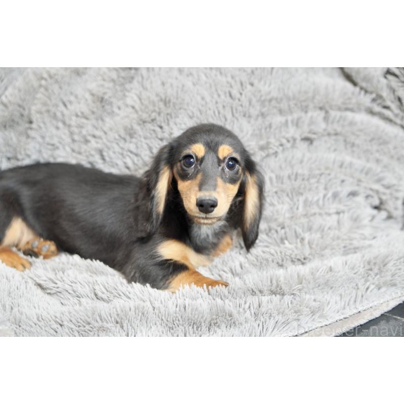 販売中の滋賀県のカニンヘンダックスフンド(ロングヘアード)-431218の4枚目