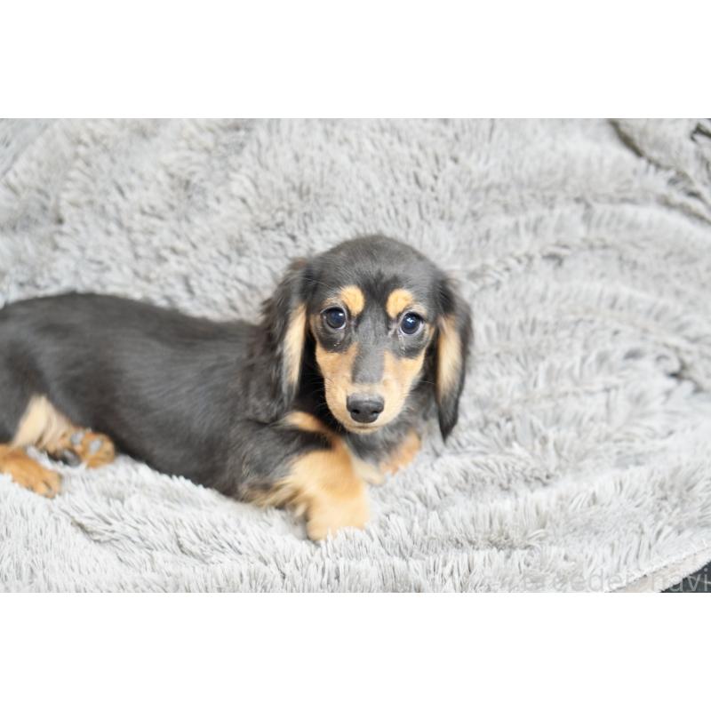 販売中の滋賀県のカニンヘンダックスフンド(ロングヘアード)-431218の3枚目