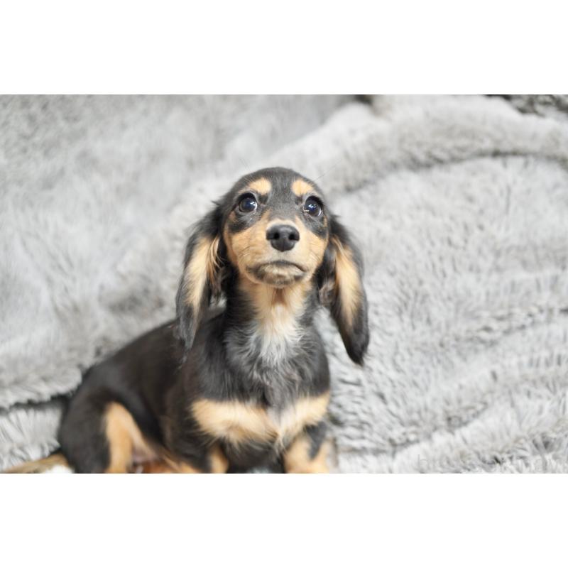 販売中の滋賀県のカニンヘンダックスフンド(ロングヘアード)-431218の2枚目