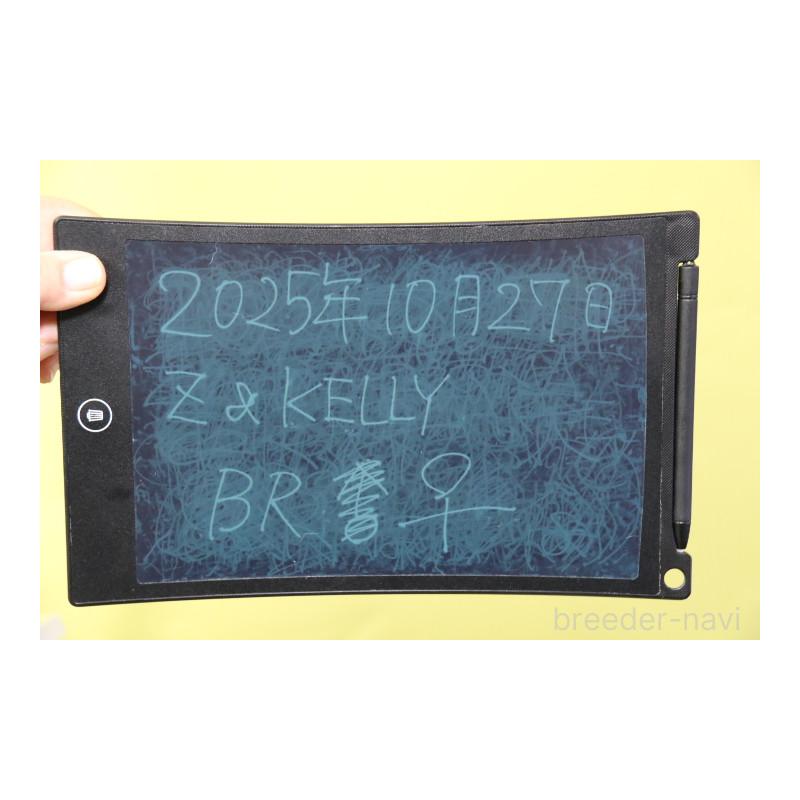 販売中の神奈川県のフレンチブルドッグ-431219の10枚目