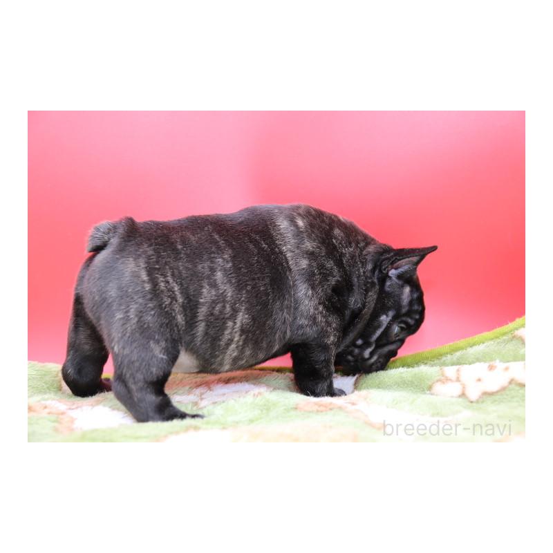 販売中の神奈川県のフレンチブルドッグ-431219の9枚目