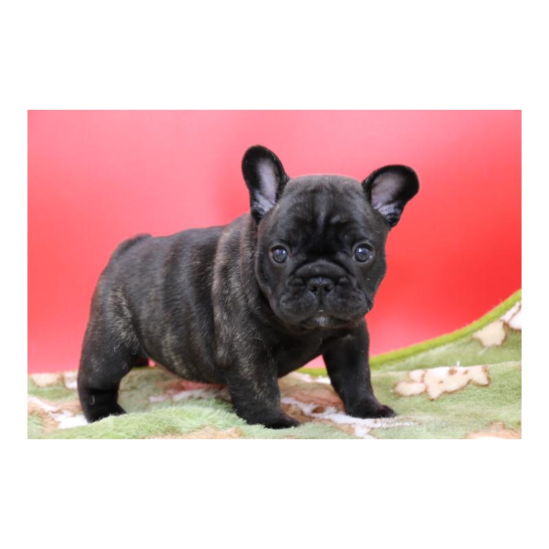 販売中の神奈川県のフレンチブルドッグ-431219の8枚目