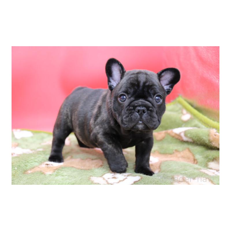 販売中の神奈川県のフレンチブルドッグ-431219の7枚目