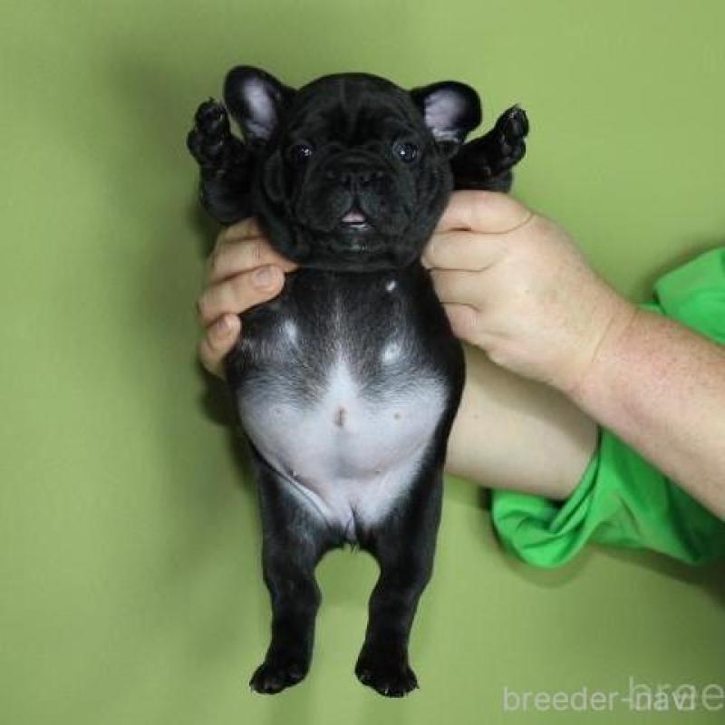 販売中の神奈川県のフレンチブルドッグ-431219の6枚目