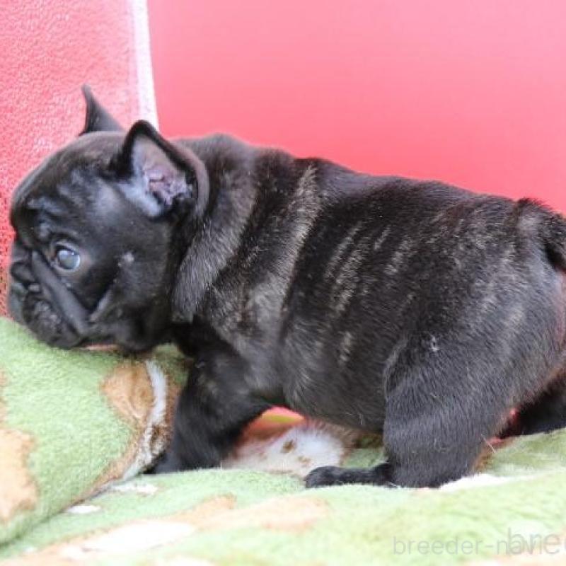 販売中の神奈川県のフレンチブルドッグ-431219の5枚目