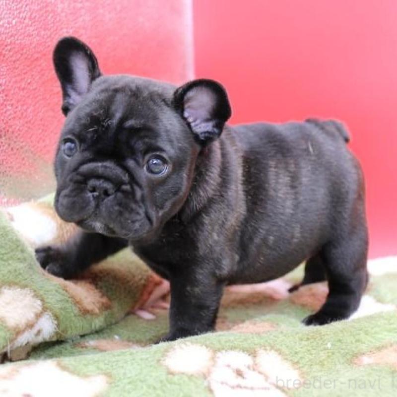 販売中の神奈川県のフレンチブルドッグ-431219の4枚目