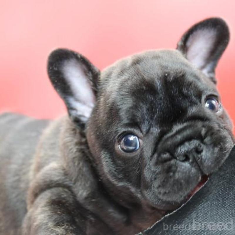 販売中の神奈川県のフレンチブルドッグ-431219の3枚目
