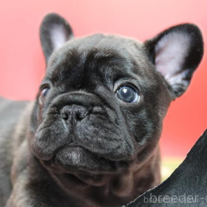 販売中の神奈川県のフレンチブルドッグ-431219の2枚目