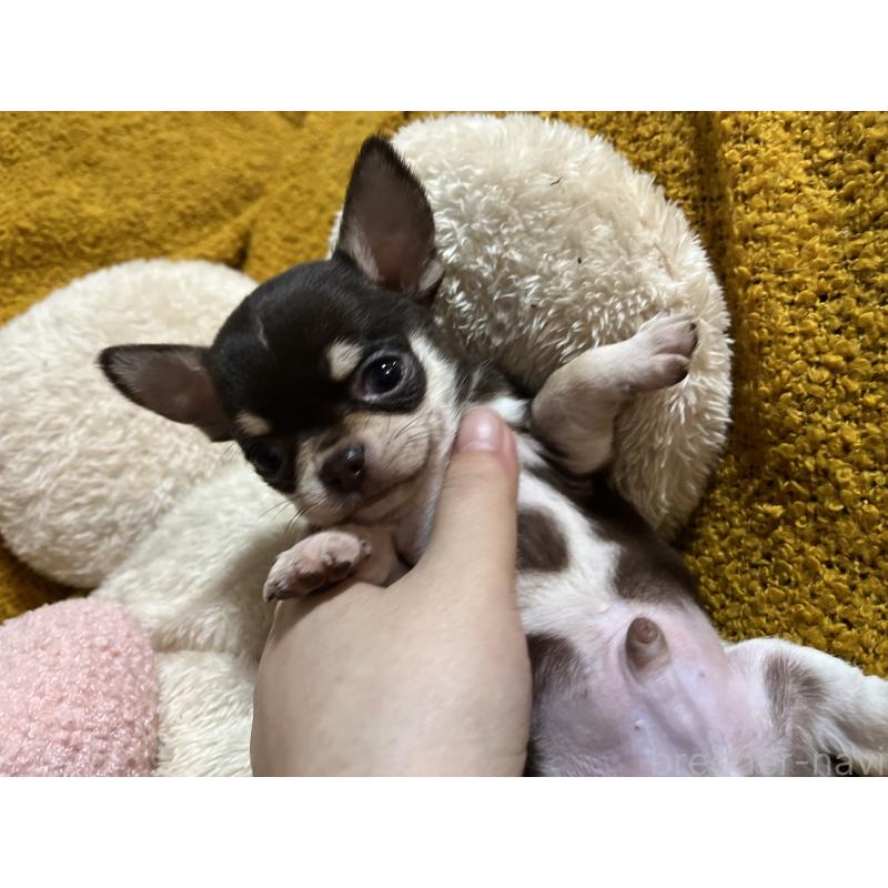 販売中の福岡県のチワワ(スムースコート)-431220の6枚目