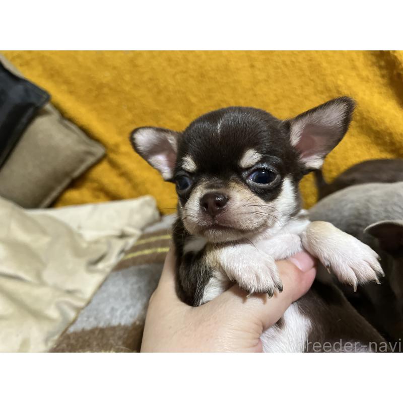 販売中の福岡県のチワワ(スムースコート)-431220の5枚目