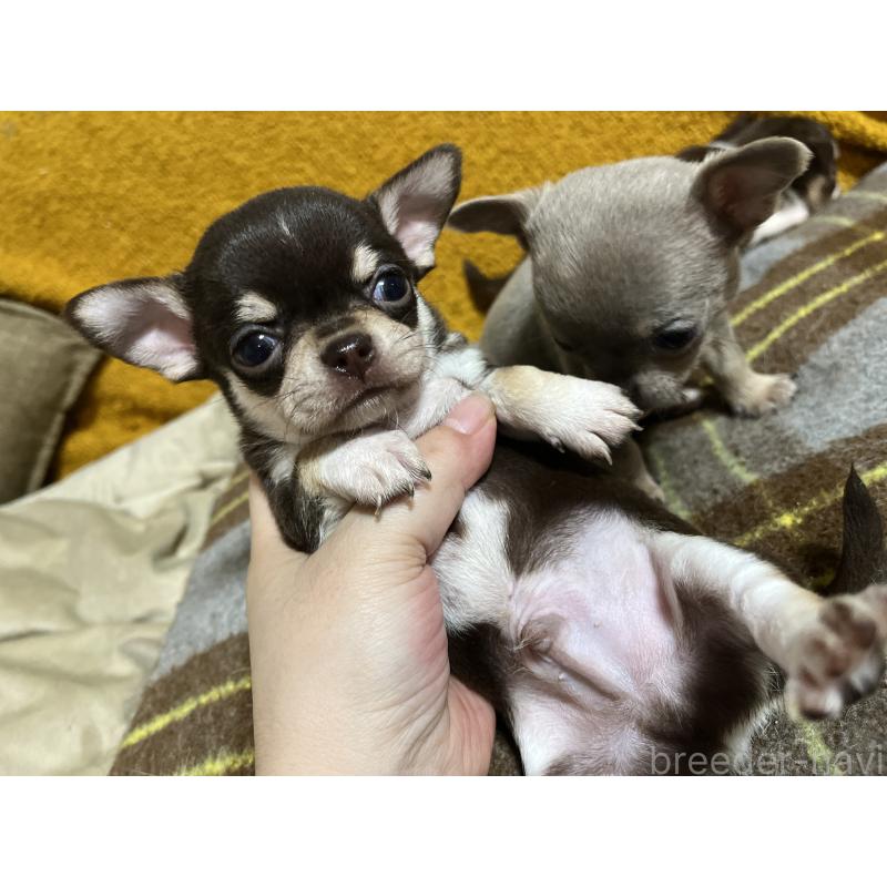 販売中の福岡県のチワワ(スムースコート)-431220の4枚目