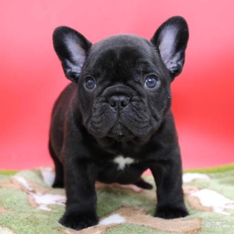 販売中の神奈川県のフレンチブルドッグ-431222