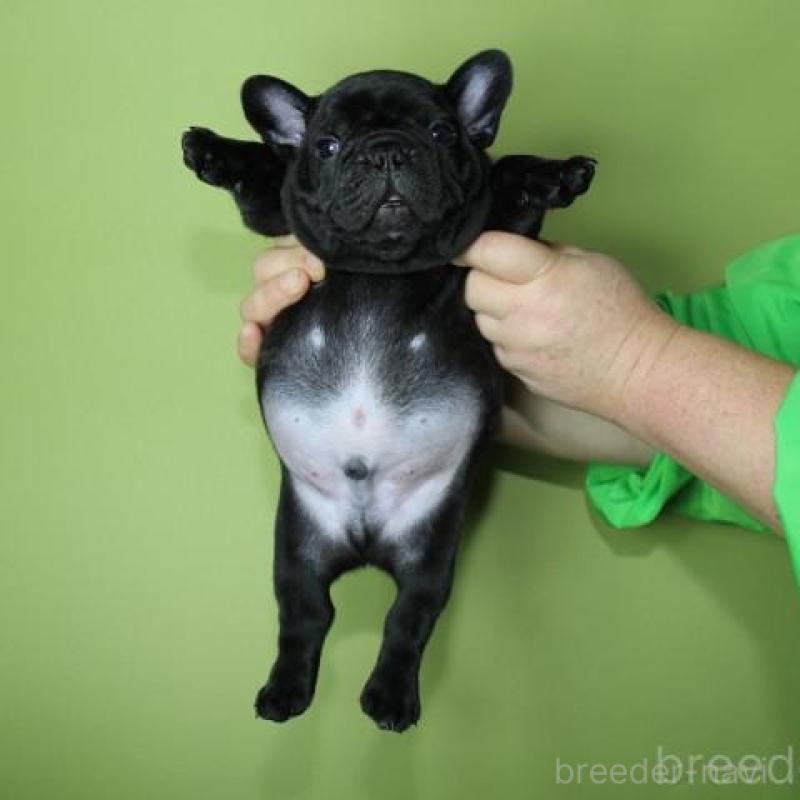 販売中の神奈川県のフレンチブルドッグ-431222の8枚目