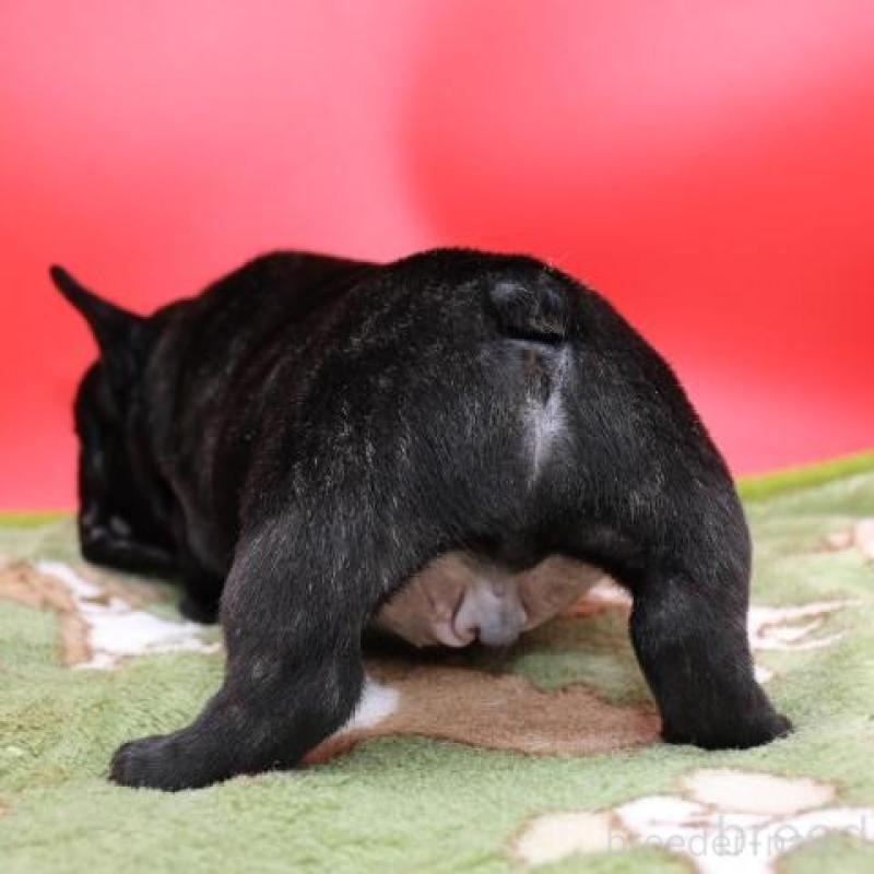 販売中の神奈川県のフレンチブルドッグ-431222の7枚目