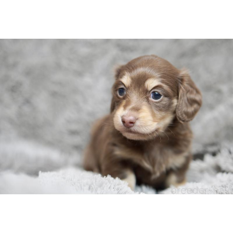 販売中の滋賀県のカニンヘンダックスフンド(ロングヘアード)-431221の20枚目