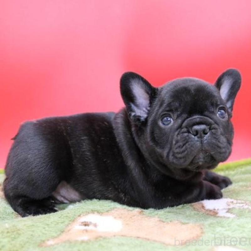販売中の神奈川県のフレンチブルドッグ-431222の6枚目