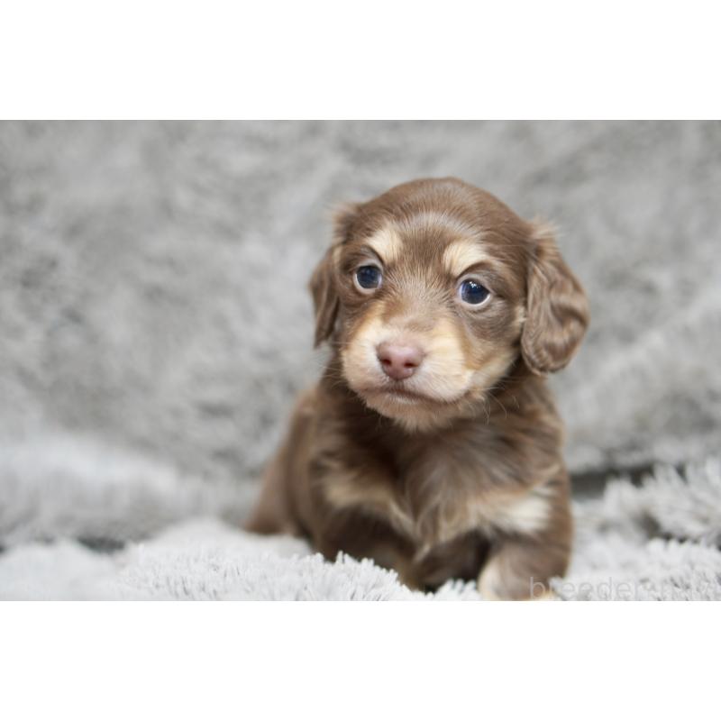 販売中の滋賀県のカニンヘンダックスフンド(ロングヘアード)-431221の19枚目